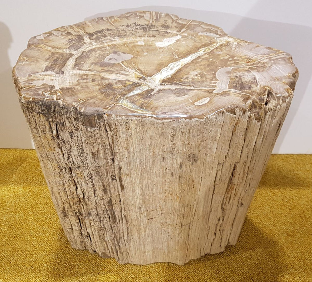 Versteinertes Holz — Bild 1