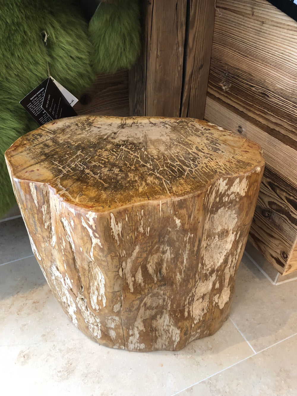 Versteinertes Holz — Bild 5